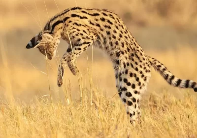 Servals. Beautiful wild cats of Africa