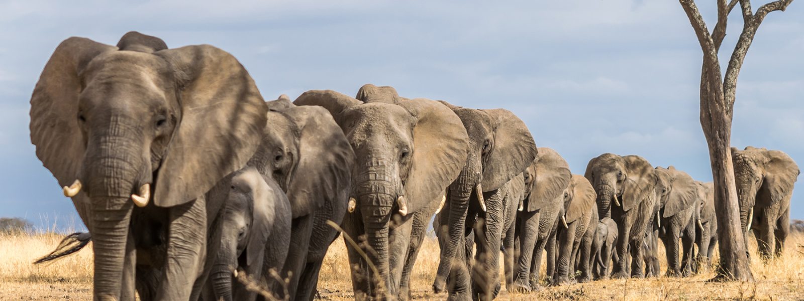 Tarangire National Park