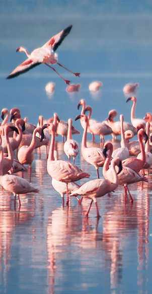 Lake Manyara National Park