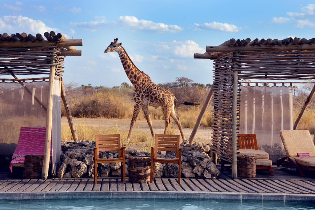 Luxury Safari in Tanzania 6