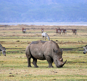 Ngorongoro National Park