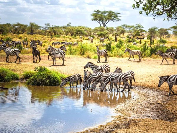 10-Day Safari in Tanzania
