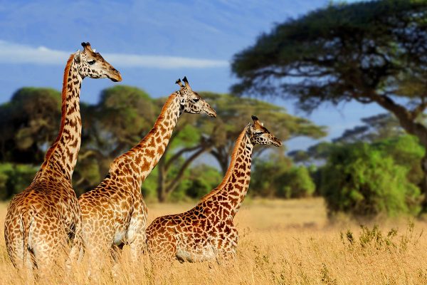 7-Day Safari in Tanzania