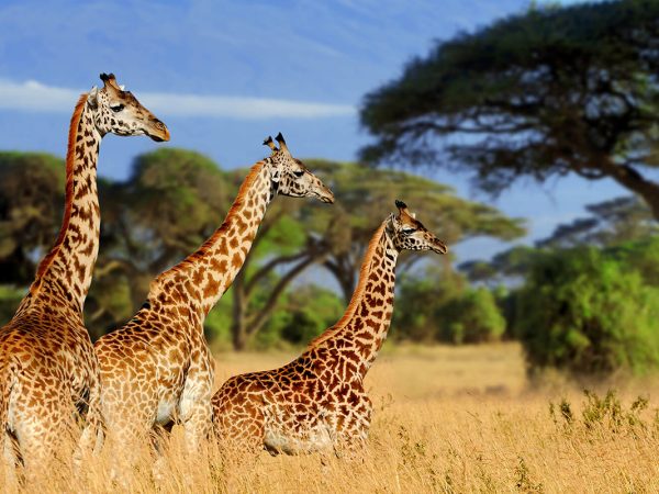 7-Day Safari in Tanzania