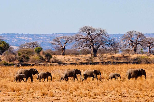 6-Day Safari in Tanzania