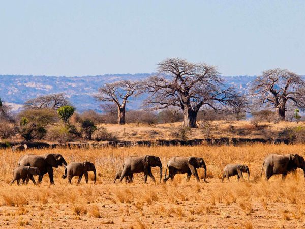 6-Day Safari in Tanzania