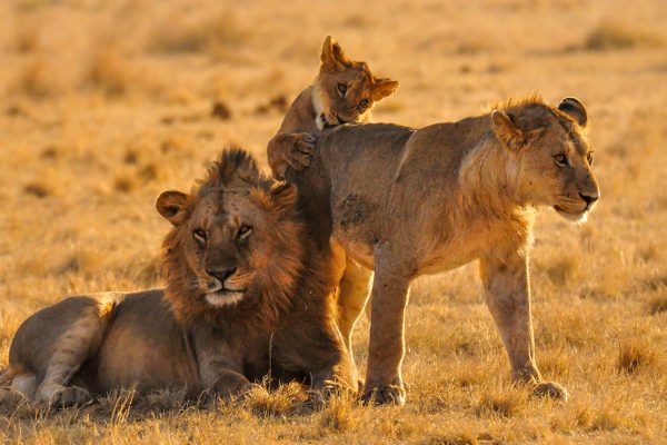 3-Day Safari in Tanzania