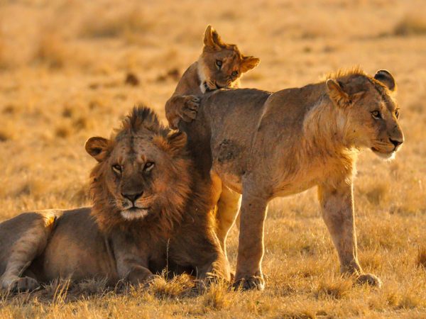 3-Day Safari in Tanzania