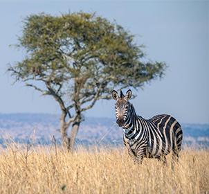 Tarangire National Park