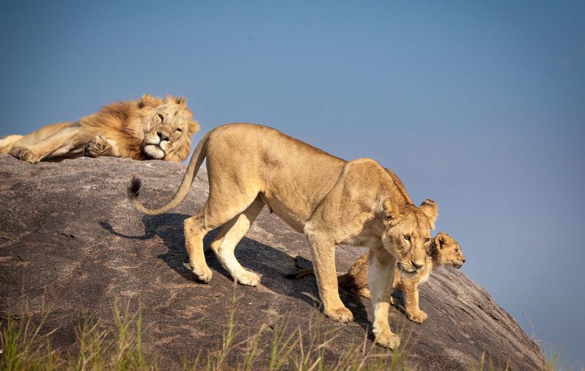 7 Days Luxury Safari Best for Honeymooners