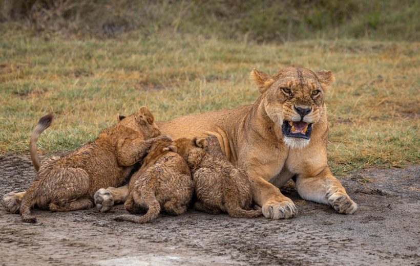 5 Day Tanzania Camping Safari