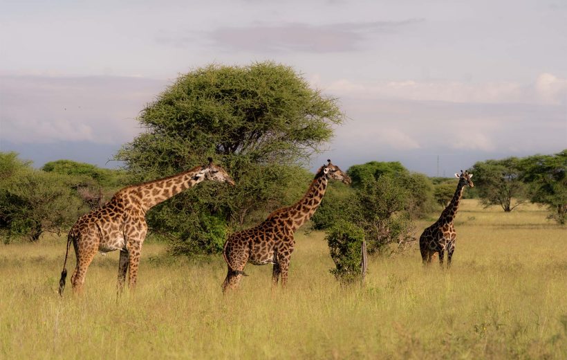 5 Days Tanzania classic safari