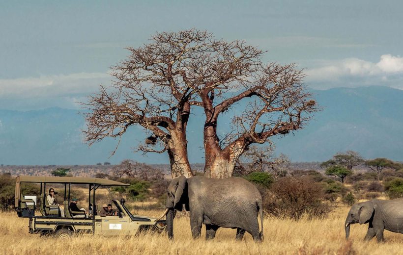 7 Days Northern Tanzania Safari