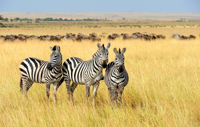 4 Days Tanzania Classic Journey
